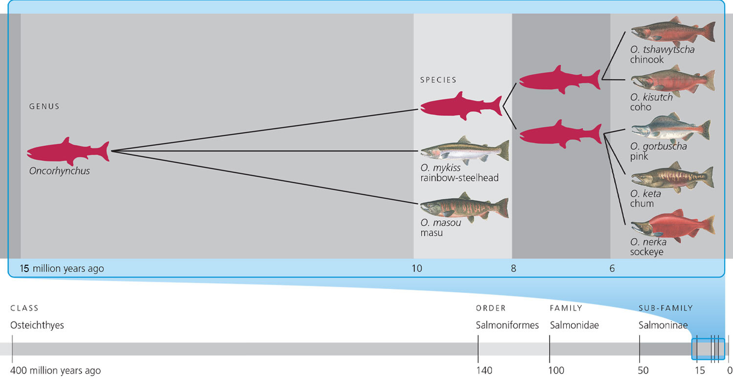 Salmon-family-tree-Oncorhynchus.jpg
